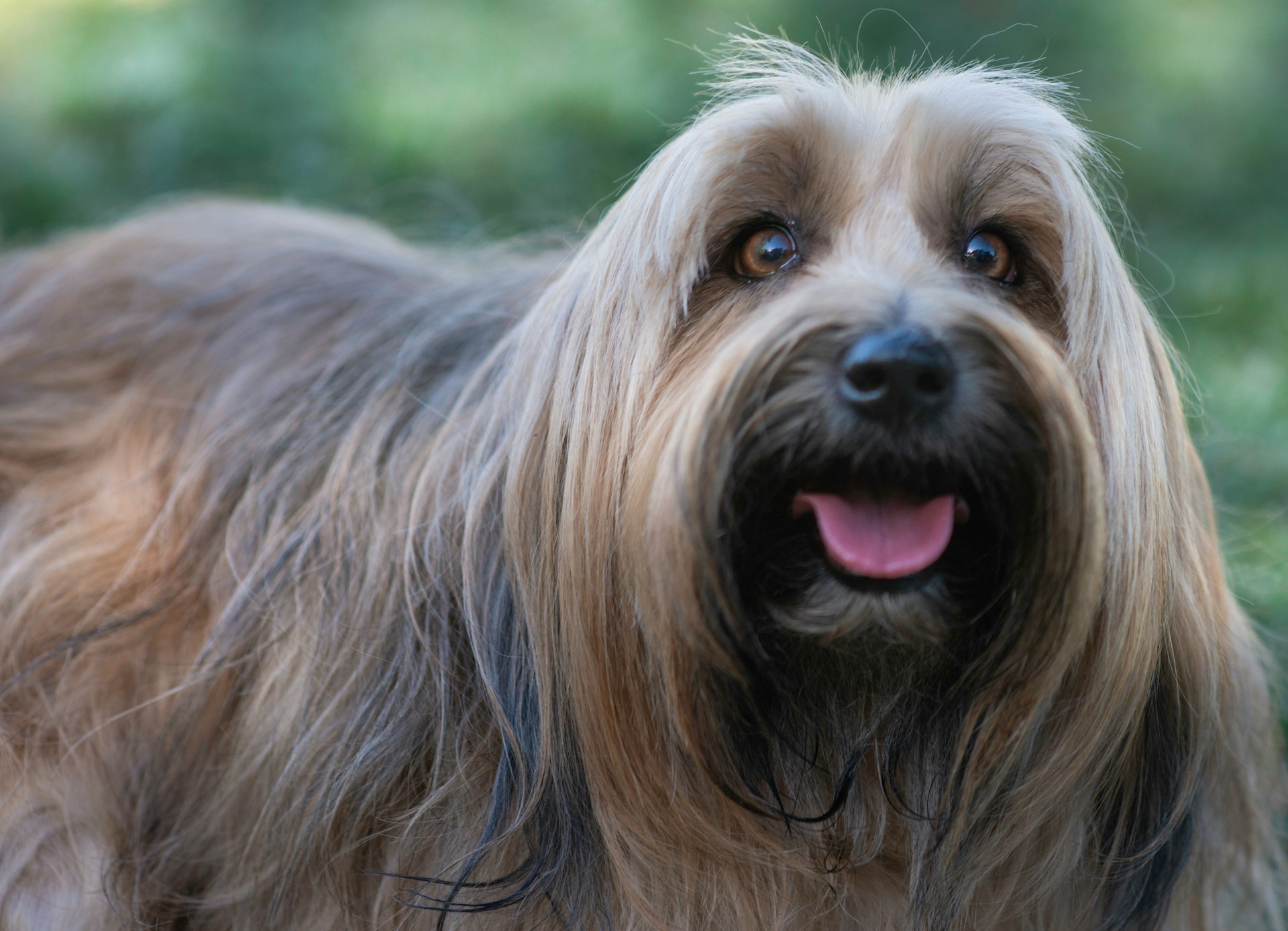 brown and black long coated small dog