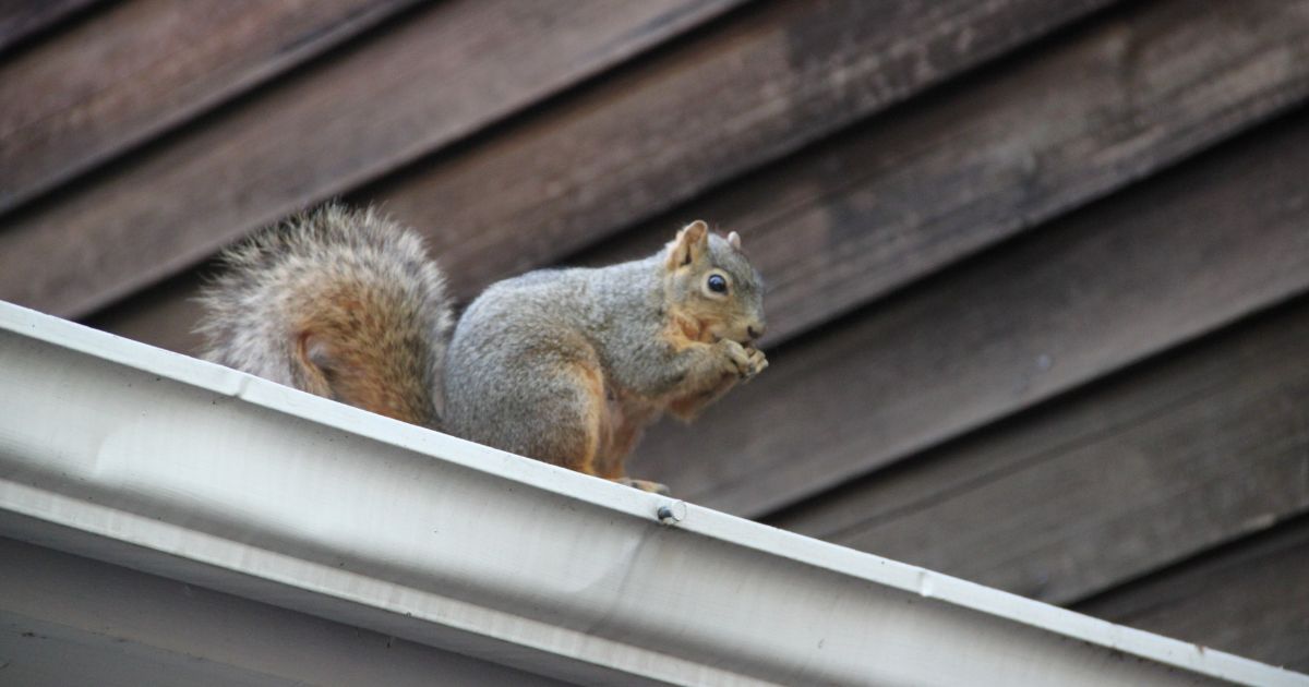 Professional Squirrel Removal Services