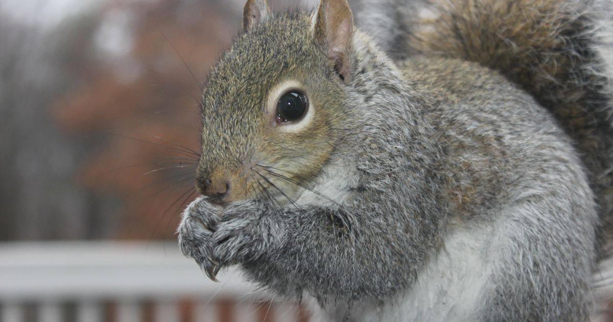 Safeguarding Your Home Against Squirrels