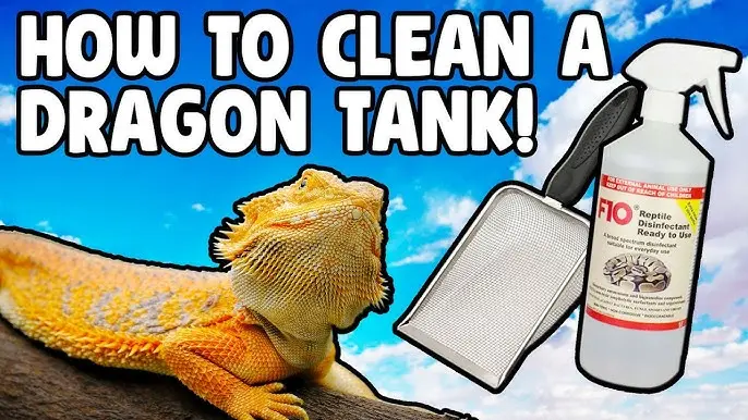 Photo inspiration: Easy To Clean Substrate For Bearded Dragons Reference: How To Clean A Bearded Dragon Tank