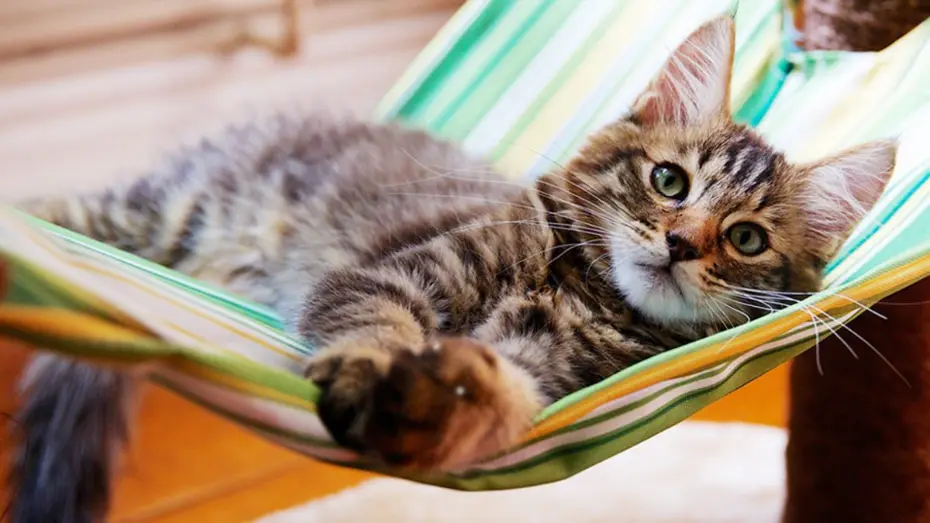Ensuring an enriching environment for cats